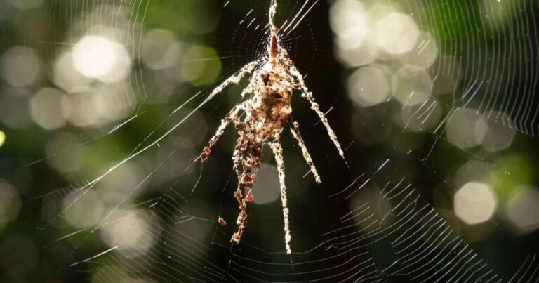 How Spiders Survive by Creating Self-Portrait Decoys
