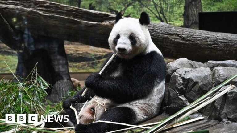 Pandas returned to China by Japan amidst tense relations