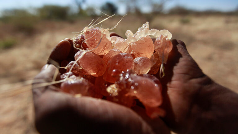 What role does gum arabic play in fueling the conflict in Sudan? | Sudan war