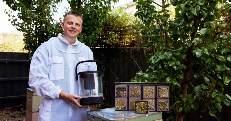 Simple Honey Harvesting Techniques for Small-Scale Beekeepers