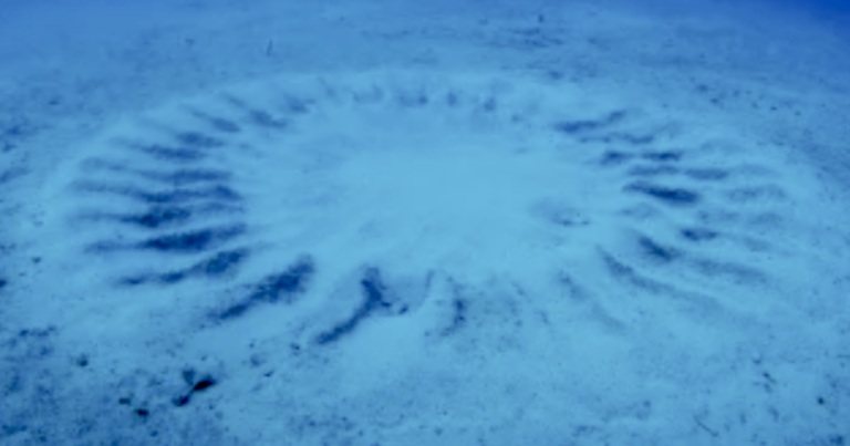 Pufferfish construct complex sand circles to lure potential mates