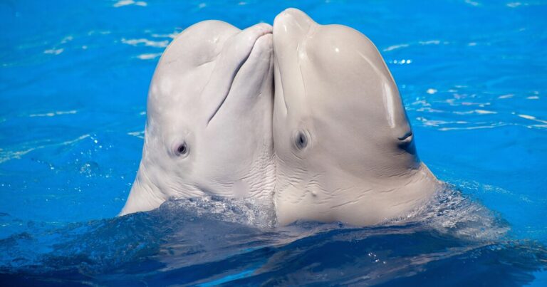 Secrets of Beluga Whale Mating Reveal Nature’s Strategy