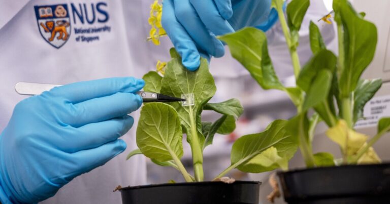 Biofertilizer Microneedle Patch Enhances Plant Growth and Reduces Waste